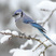 Blue Jay